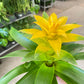 Bromeliad Guzmania 'Yellow' - 4" Pot