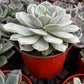 Echeveria Derenbergii (Painted Lady)