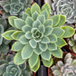 Echeveria Blue Atoll