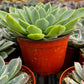 Echeveria Blue Atoll