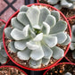 Graptoveria Fanfare