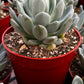 Graptoveria Fanfare