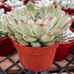 Echeveria Pulido