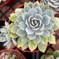 Echeveria Blue Rose