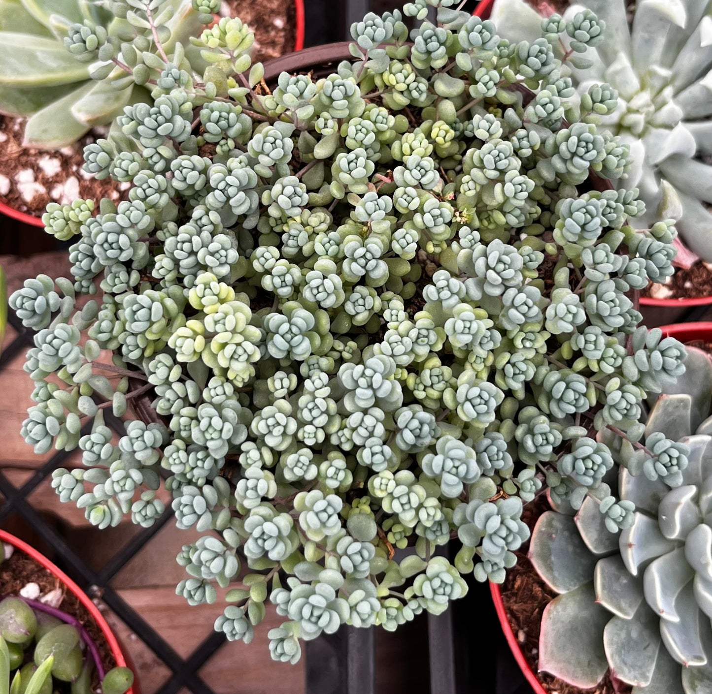 Corsican Stonecrop