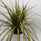 Dracaena Ray Of Sunshine
