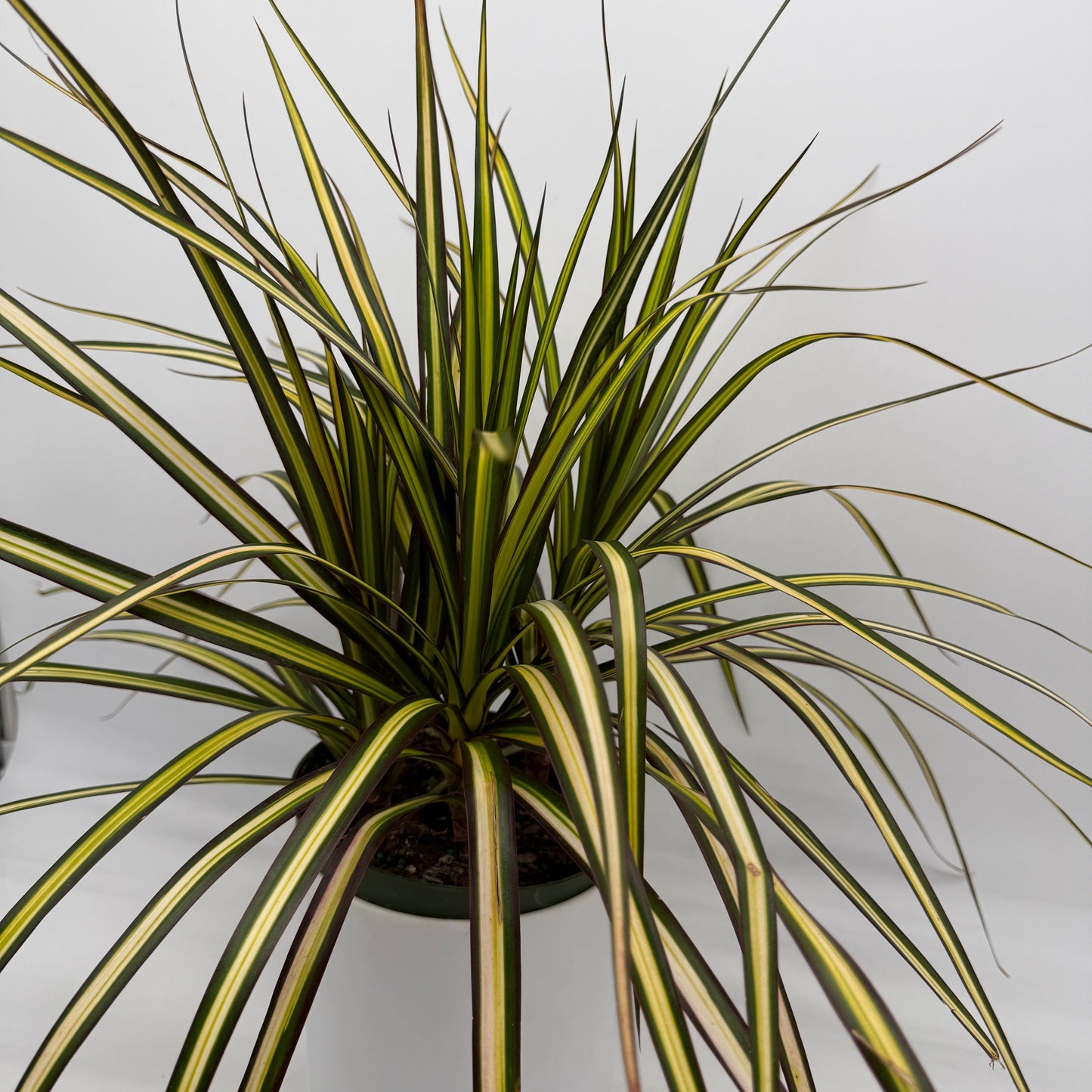 Dracaena Ray Of Sunshine