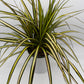 Dracaena Ray Of Sunshine