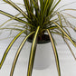 Dracaena Ray Of Sunshine