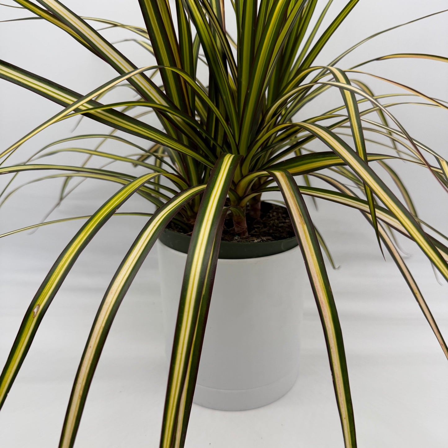 Dracaena Ray Of Sunshine