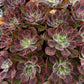Echeveria Red Baron