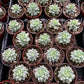 Graptopetalum Petal