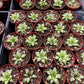 Haworthia Star Window