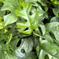 Rhaphidophora Tetrasperma (Mini Monstera)