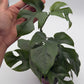 Rhaphidophora Tetrasperma (Mini Monstera)