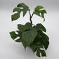 Rhaphidophora Tetrasperma (Mini Monstera)