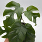 Rhaphidophora Tetrasperma (Mini Monstera)