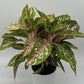 Aglaonema 'Chanel'