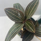 Black Jewel Orchid 'Discolor' in a 4 inch pot. It is grown in very limited supply, making it a rare and highly sought-after plant.