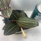 Black Jewel Orchid 'Discolor' in a 4 inch pot. It is grown in very limited supply, making it a rare and highly sought-after plant.