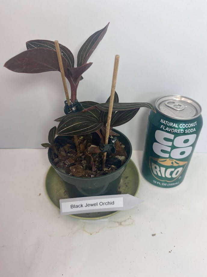 Black Jewel Orchid 'Discolor' in a 4 inch pot. It is grown in very limited supply, making it a rare and highly sought-after plant.