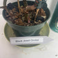 Black Jewel Orchid 'Discolor' in a 4 inch pot. It is grown in very limited supply, making it a rare and highly sought-after plant.
