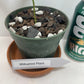 Milkweed Starter Plant in a 4 inch pot from our Butterfly Garden! The bees love them too! It's a perennial and will come back each year!