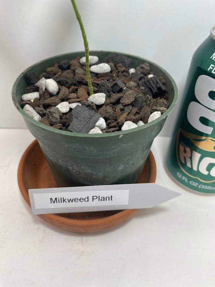 Milkweed Starter Plant in a 4 inch pot from our Butterfly Garden! The bees love them too! It's a perennial and will come back each year!
