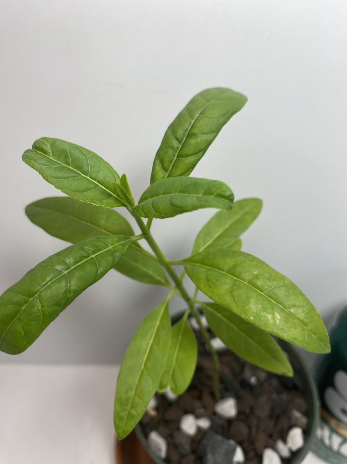 Milkweed Starter Plant in a 4 inch pot from our Butterfly Garden! The bees love them too! It's a perennial and will come back each year!