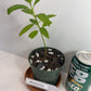 Milkweed Starter Plant in a 4 inch pot from our Butterfly Garden! The bees love them too! It's a perennial and will come back each year!