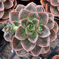 Echeveria Melaco Brown Rose