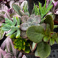 Ramsey's Mini Succulent Garden