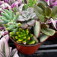 Ramsey's Mini Succulent Garden