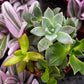 Ramsey's Mini Succulent Garden