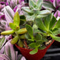 Ramsey's Mini Succulent Garden