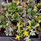 Ramsey's Mini Succulent Garden