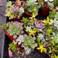 Ramsey's Mini Succulent Garden