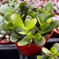 Jade Plant