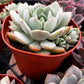 Echeveria Elegans Blue