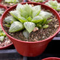Haworthia Star Window