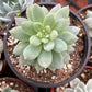Graptopetalum Petal