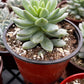 Graptopetalum Petal