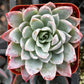 Echeveria Violet Queen