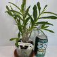Compact Dendrobium Nobile Angel Baby Orchid established and potted - not in bloom. The flowers of this variety are white with a yellow throat. Buds form at the joints of the canes in clusters that produce sweetly fragrant flowers.