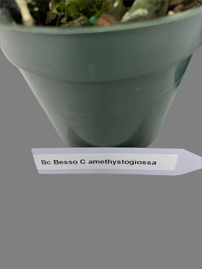 Brassocattleya Bessho C. amethystogiossa Hybrid Orchid