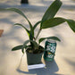 Brassocattleya Bessho C. amethystogiossa Hybrid Orchid