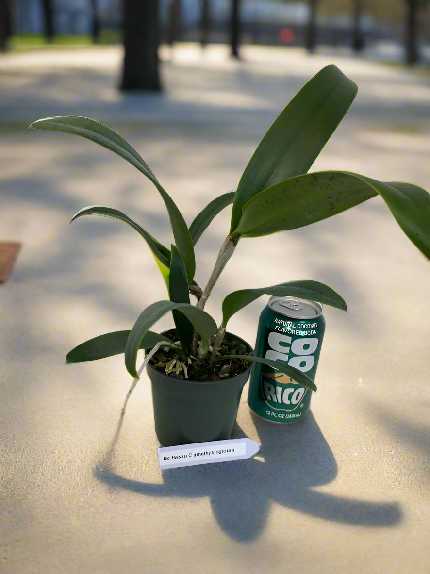 Brassocattleya Bessho C. amethystogiossa Hybrid Orchid