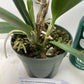 Brassocattleya Bessho C. amethystogiossa Hybrid Orchid