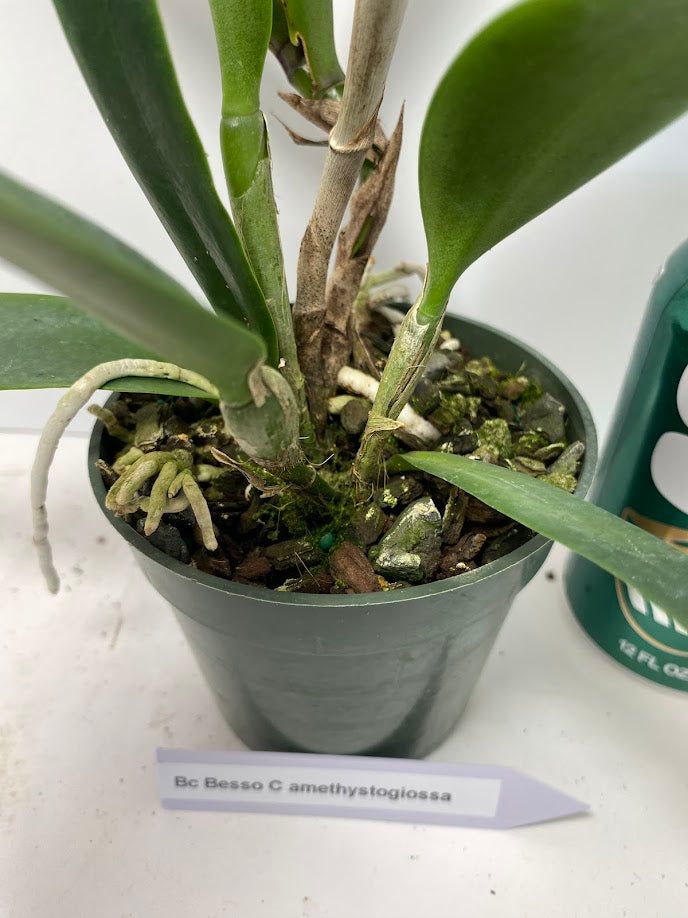 Brassocattleya Bessho C. amethystogiossa Hybrid Orchid