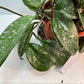 Hoya Carnosa Freckled Splash Silver Splash Wax Vine With Free Hanging Pot Twenty Percent Off